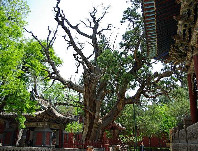 世界上最大的皇家祠堂--晋祠，你知道它悠久的文化之美吗？